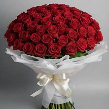 Букет 101 Красная роза Блэк Мэджик #REPLACE_PRED# Сосны